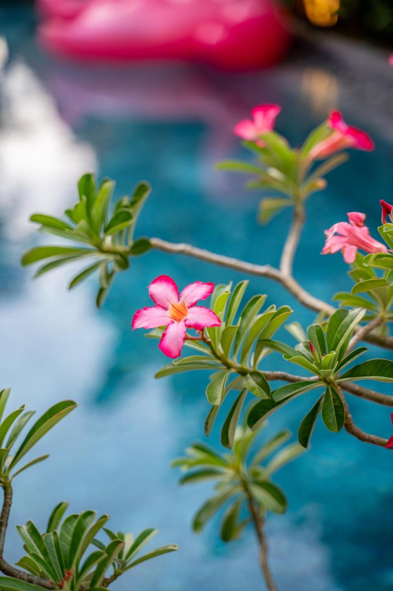 Alana Homestay Hội An Extérieur photo